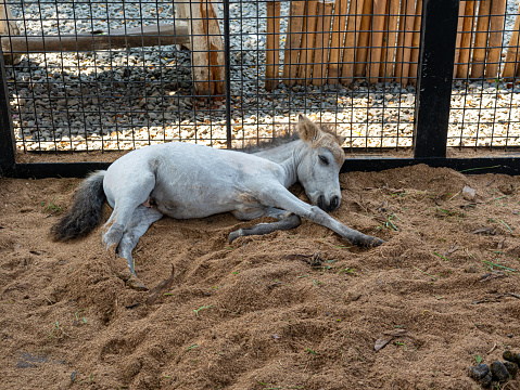 A white foal lying on its cage with brown sand and black metal webbing.