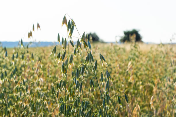 istock Avena sativa, Common oat, cereal grain grown for human consumption as oatmeal and rolled oat 1421589549