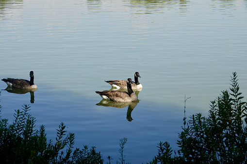 Three geese swimming in the lake at the park
