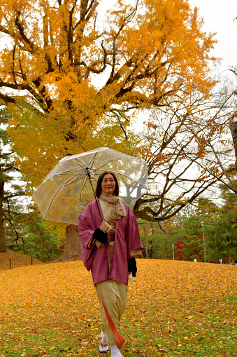 A Japanese woman in kimono, who is in her early 60's, is enjoying walking on the yellow, thick carpet of fallen leaves of a huge ginkgo tree in public park of Kyoto on a rainy day.