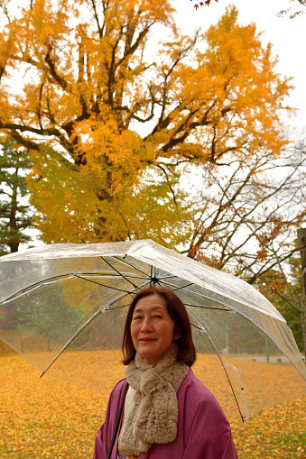 A Japanese woman in kimono, who is in her early 60's, is enjoying walking on the yellow, thick carpet of fallen leaves of a huge ginkgo tree in public park of Kyoto on a rainy day.