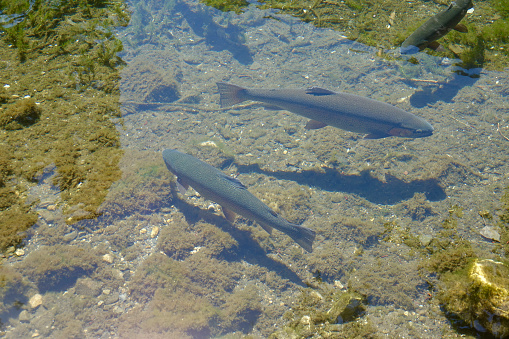 Rainbow trout swimming in the shallow side of the river