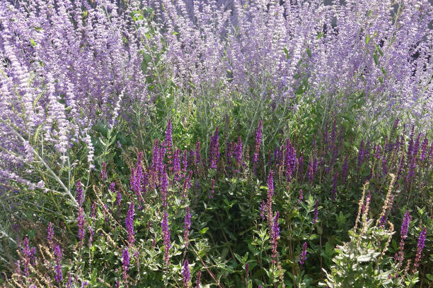 istock Heather, lavender and purple sage flowers 1421590584