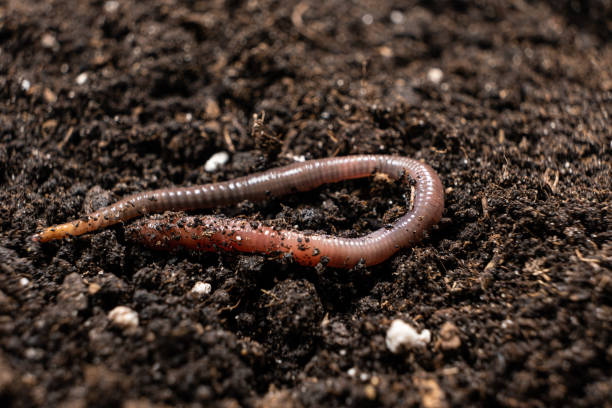 istock Big beautiful earthworm in the black soil, close-up. 1421590632