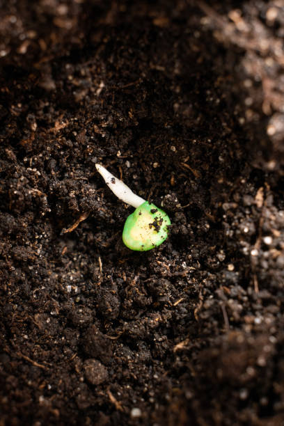 istock Growing peppers from seeds. Step 3 - planting in the ground. 1421590670