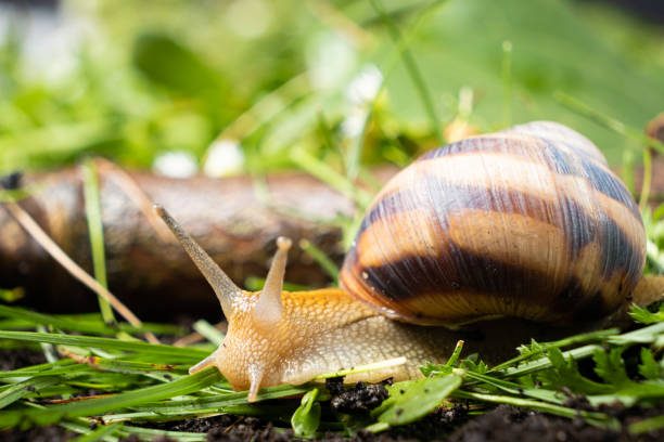 istock Helix pomatia snail leisurely crawls on the grass. 1421590716