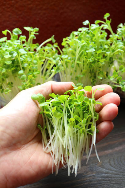 istock Freshly Harvested Hydroponic Japanese Radish Microgreens or Kaiware Daikon in Hand 1421590752