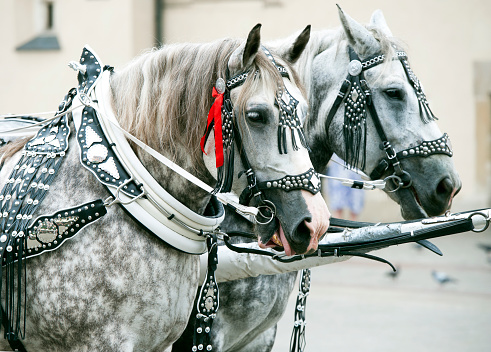 Dapple grey horses in harness, Rynek Glowny square, Krakow. Krakow city in Poland was originally the capital of the country until 1956 but is now best known for its well-preserved medieval centre with its period architecture and spacious Rynek Glówny market square as well as the Jewish quarter and ghetto areas.
