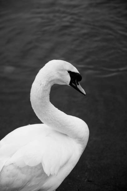 istock A lonely swan in Hyde Park 1421591692