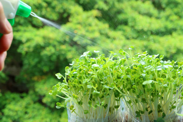Hand Watering Daicon Microgreens Grown as Hydroponic Houseplant at the Balcony Hand Watering Daicon Microgreens Grown as Hydroponic Houseplant at the Balcony microgreens stock pictures, royalty-free photos & images