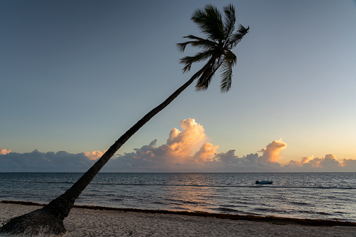 The sun rises in the Dominican Republic, silhouetting a palm tree on the beach in Punta Cana.