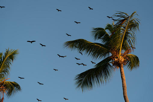 Another day in the Caribbean and turkey vultures (Cathartes aura aura) drift lazily over palm trees in the early morning sunlight.