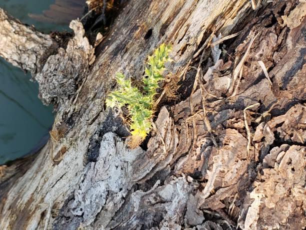 istock Green thistle growing from a rotting log 1421593460