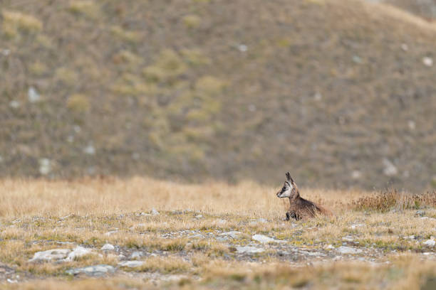istock Young Alpine chamois in the Alpine prairie (Rupicapra rupicapra) 1421594177