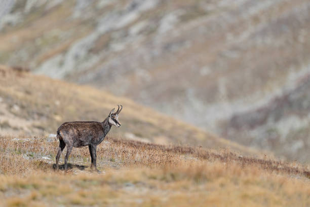 Fine art portrait of Alpine chamois (Rupicapra rupicapra) Isolated chamois in the wild Alps alpine chamois rupicapra rupicapra rupicapra stock pictures, royalty-free photos & images