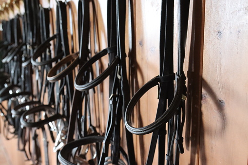 bridles for horses hanging in the barn-