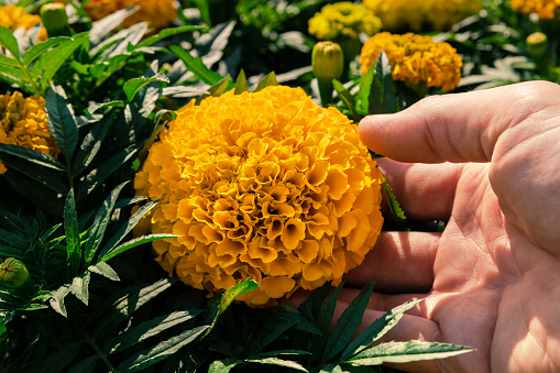 Female farmer hold single rape flower in hands in rape field