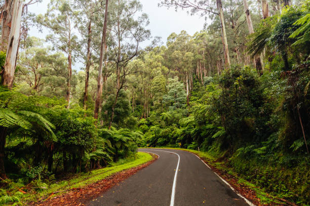 istock Donna Buang Rd Drive in Victoria Australia 1421596686