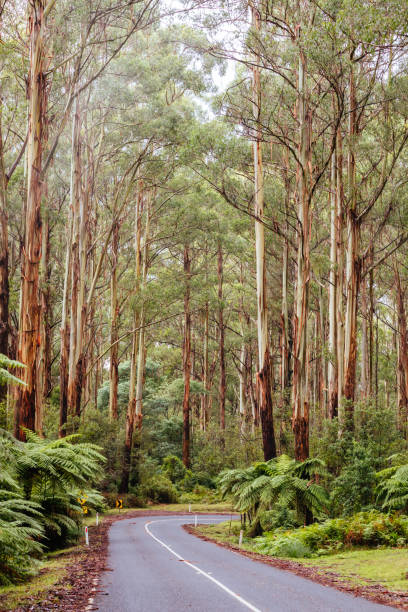 istock Donna Buang Rd Drive in Victoria Australia 1421596690