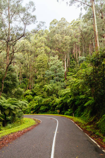 istock Donna Buang Rd Drive in Victoria Australia 1421596697
