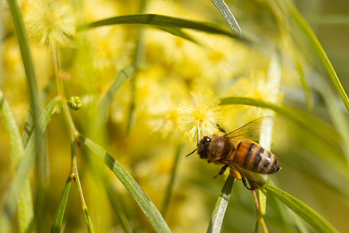 A bee is busy pollinating in wattle tree on a warm spring day in Melbourne, Victoria, Australia