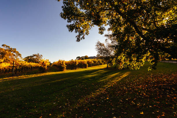 istock Yarra Valley Vineyard in Australia 1421596769