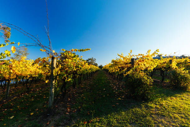 istock Yarra Valley Vineyard in Australia 1421596782