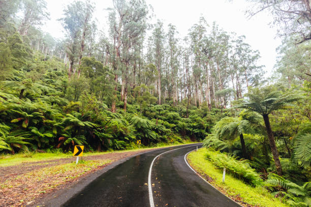 istock Donna Buang Rd Drive in Victoria Australia 1421596798