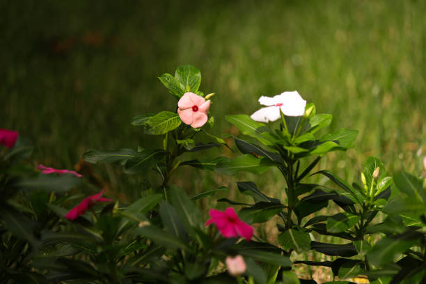 flowers under the rays of the morning sun