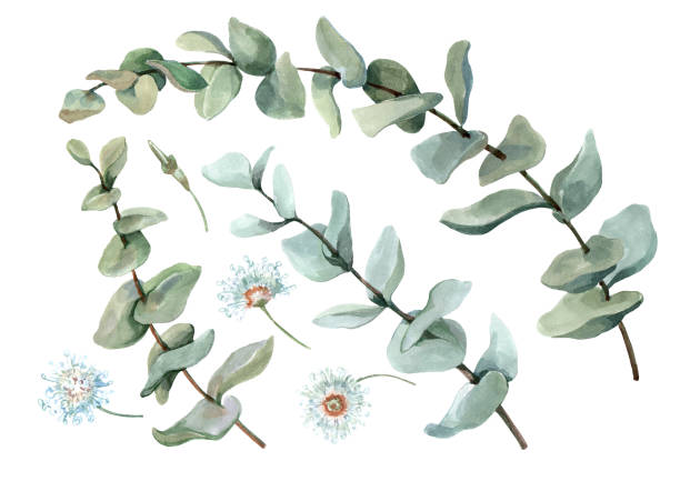istock Eucalyptus branches with green leaves. Botanical set of isolated elements. Hand drawn watercolor illustration white background for cards, print, background, decor, design, wedding invitations, banner. 1421597837
