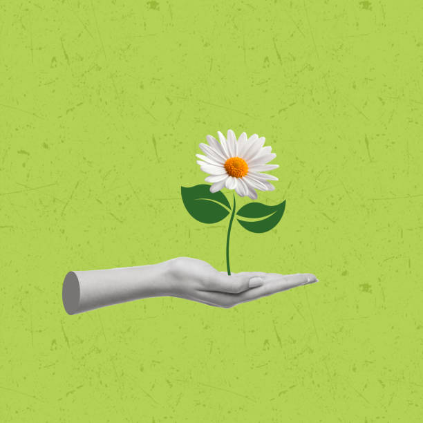 istock Human hand holding chamomile on green background. 1421598172