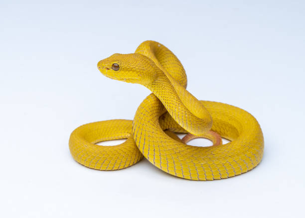 istock The Yellow White-lipped Pit Viper (Trimeresurus insularis) closeup on isolated background, Yellow White-lipped Pit Viper closeup 1421598269