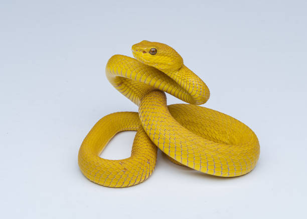 istock The Yellow White-lipped Pit Viper (Trimeresurus insularis) closeup on isolated background, Yellow White-lipped Pit Viper closeup 1421598290