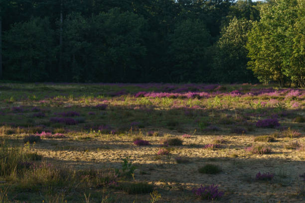 purple heather besides a forest at golden hour in the evening, nature reserve Domein Beisbroek, Belgium stock photo