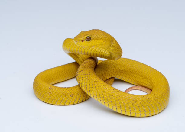 istock The Yellow White-lipped Pit Viper (Trimeresurus insularis) closeup on isolated background, Yellow White-lipped Pit Viper closeup 1421598311