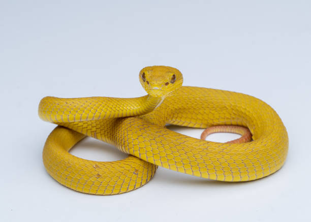 istock The Yellow White-lipped Pit Viper (Trimeresurus insularis) closeup on isolated background, Yellow White-lipped Pit Viper closeup 1421598338