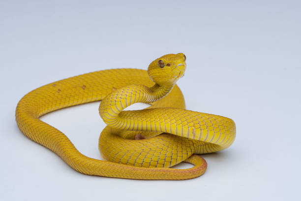istock The Yellow White-lipped Pit Viper (Trimeresurus insularis) closeup on isolated background, Yellow White-lipped Pit Viper closeup 1421598368