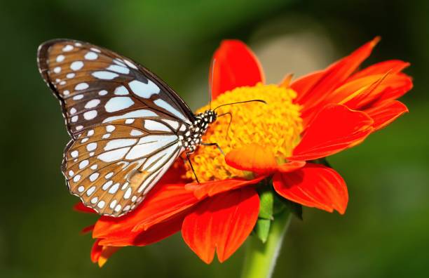 istock Butterfly drinking flower's nectar. 1421599875