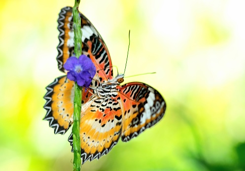 Butterfly drinking flower's nectar.