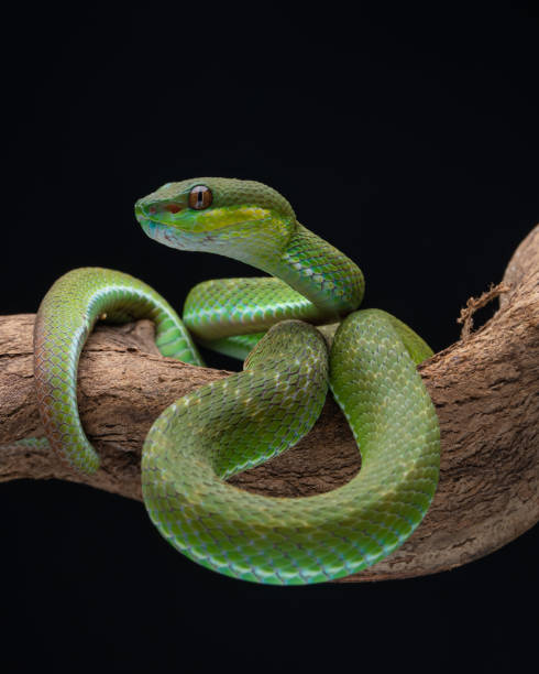 trimeresurus albolabris insularis primer plano en rama, primer plano de serpiente víbora indonesia fondo negro - waglers temple viper fotografías e imágenes de stock