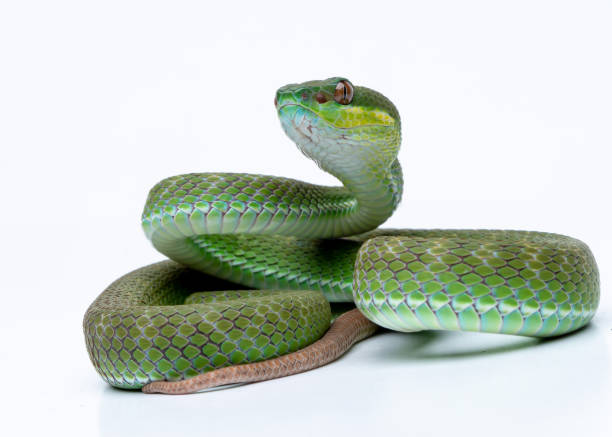 trimeresurus albolabris insularis nahaufnahme auf ast, indonesische vipernnatter nahaufnahme weißer hintergrund - viper stock-fotos und bilder