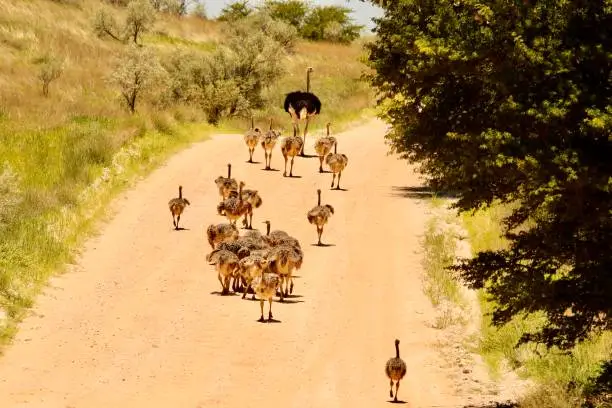 Ostrich with babies running down dirt road