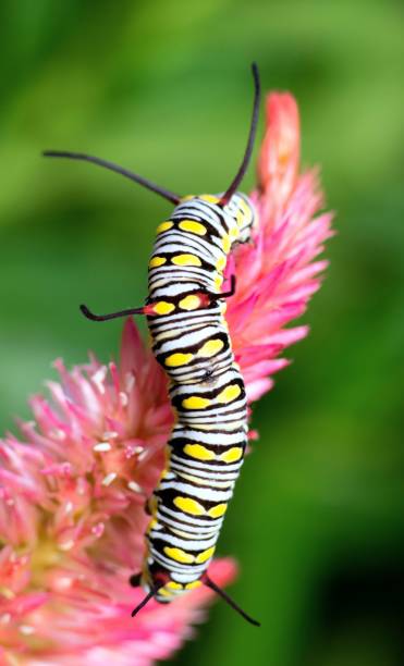 istock Caterpillar climbing Cock comb flower - animal behavior. 1421606249