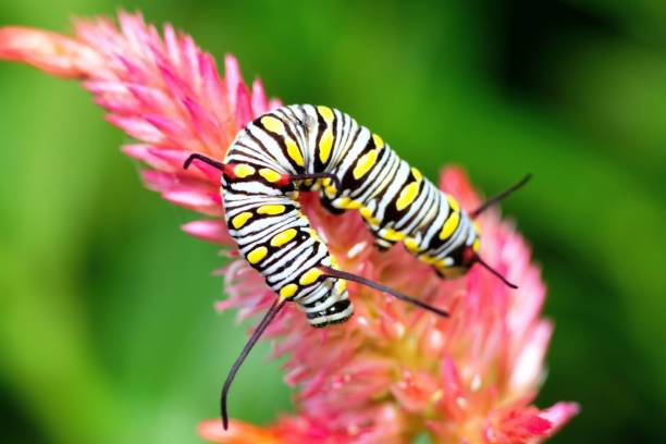 istock Caterpillar climbing Cock comb flower - animal behavior. 1421606287