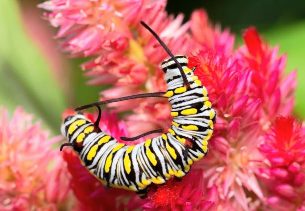 istock Caterpillar climbing Cock comb flower - animal behavior. 1421606704