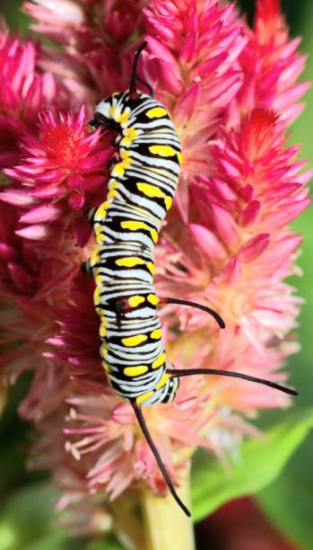 istock Caterpillar climbing Cock comb flower - animal behavior. 1421606713