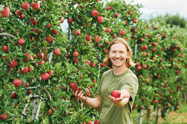 Outdoor portrait of handsome young man harvesting apples in fruit orchard stock photo