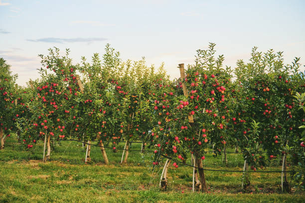 istock Fresh ripe red apples in fruit orchard 1421606910