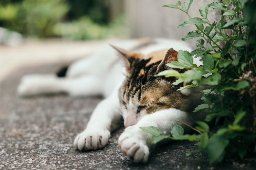 Image of a cat sleeping soundly with cute gestures