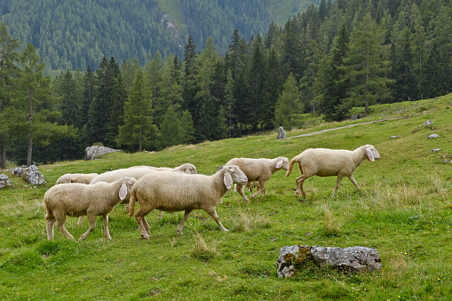 Small flock of sheep on an alpine pasture in Austria (Salzburg).